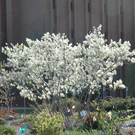 Serviceberry Category Image